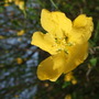 Kerria_bloom