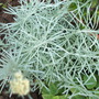 Curry_plant