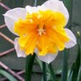 Apricot Whirl (narcissus 'apricot whirl')