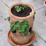 Strawberry Pot