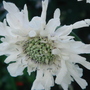 White Scabious - June 2007