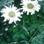 White Scabious infront of Mock Orange - June 2007
