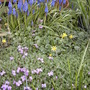 Spring flowers