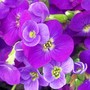 Aubrietia Kitte Purple (Aubrietia kitte purple)