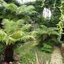 Tree ferns (Dicksonia antarctica (Soft tree fern))