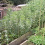 Garden_photo_s_010