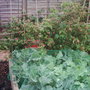 broccoli (Brassicaeae maritima)