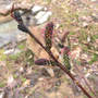 Salix gracilistyla