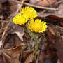 Tussilago