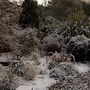 Shrubbery at Winsford Walled Garden