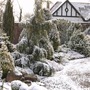 Conifer bed at Winsford Walled Gardens