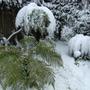 Snow_009