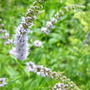 Mentha spicata Spearmint...blossoming (Mentha spicata)