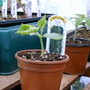 Early_2008_season_011