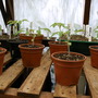 Early_2008_season_010