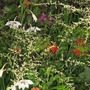 A garden flower photo (Acidanthera murieliae)