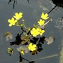 Nymphoides