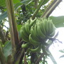 Picture_081