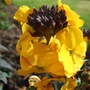 Erysimum