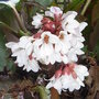 Bergenia 'Beethoven' (Bergenia 'Beethoven')