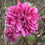 Rubus spectabilis