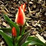 Tulipa greigii