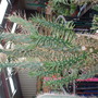 Opuntia