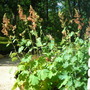 Plume Poppy (Macleaya, cordata)