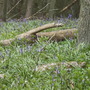 Bluebells