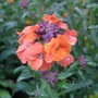 Erysimum__apricot_delight_