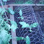 Globe Artichokes. (Cynara)