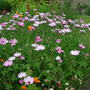 Osteospermum_jucundum