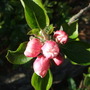 Apple blossom already!