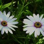 Osteospermum__cape_daisy__may_2007