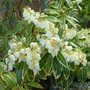 Pieris_20flam_silver2