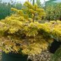 Abies 'Golden Spreader' (Abies nordmanniana 'Golden Spreader')