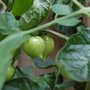 Young Tomatoes