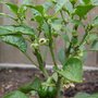 Young Capsicum