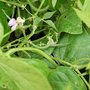 French Beans