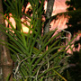 New Vanda Collection