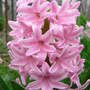 Hyacinth_pink2_close_4-10-08