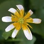 Lesser_celandine_close2_4-11_smlr