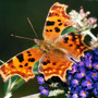 Comma