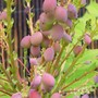 14_4_16.jpg (Mahonia japonica (Mahonia))