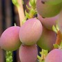 14_4_17.jpg (Mahonia japonica (Mahonia))