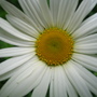 Leucanthemum vulgare