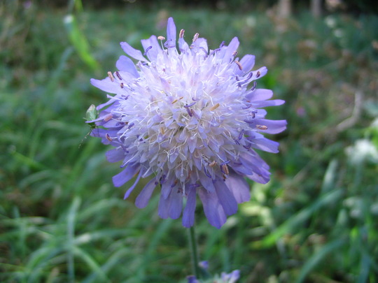 Field Scabious (Knautia arvensis)