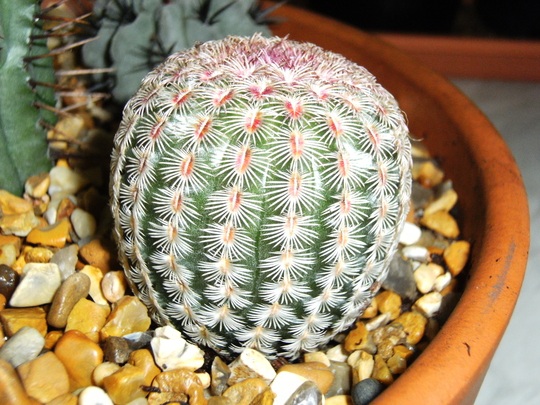 Echinocereus Rigidissimus V.Rubisspinus (Echinocereus Rigidissimus V.Rubisspinus)