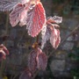 Corylus maximus 'Purpurea'
