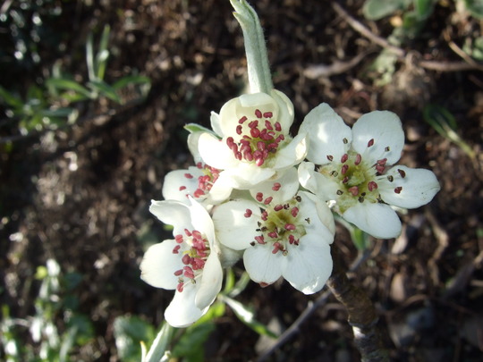 Weeping Pear blossom (Pyrus salicifolia)